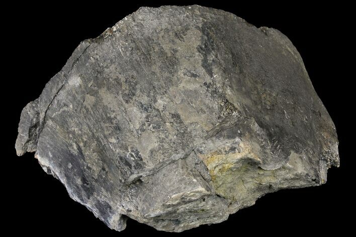 Fossil Sauropod Caudal Vertebra Section - Colorado #120283